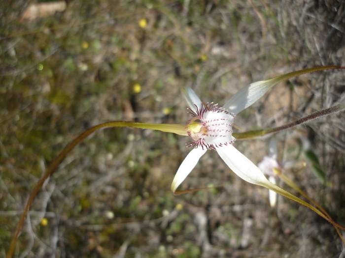 Caladenia longicauda-White-spider-orchid-0010.JPG